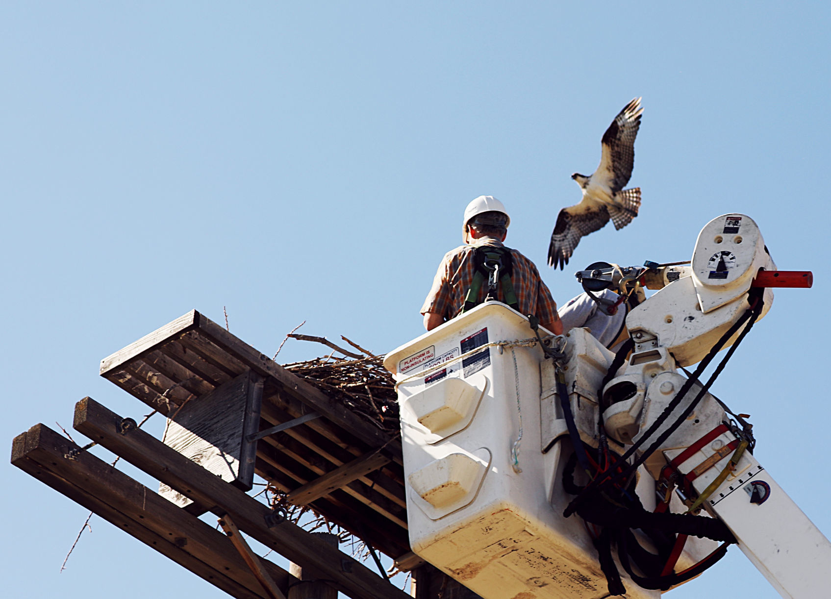 Three baby chicks offer information on reclaimed mining landscape